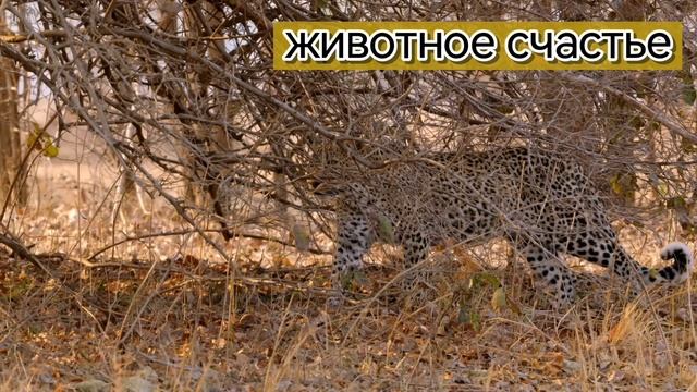 Великолепный охотник Африки смотреть онлайн