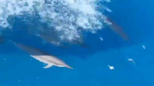 spinner dolphins @maldives while cruising 🛳 back to South male atoll www.carpediammaldives.com смотреть онлайн