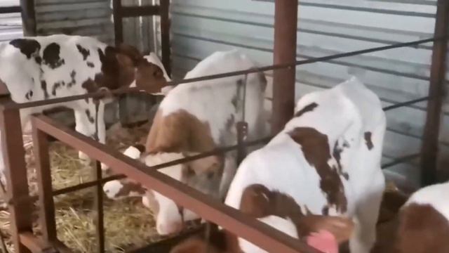 Телята бычки смотреть онлайн