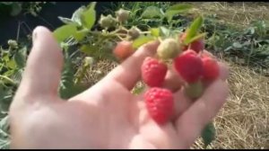 Малина Маравилла , плодоношение на прошлогодних побегах .