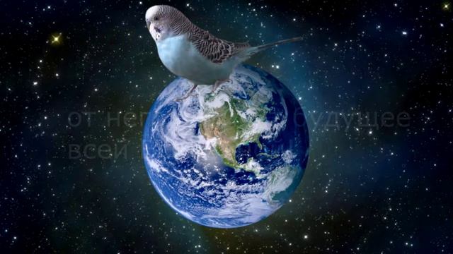 Мой попугай - супер агент! смотреть онлайн