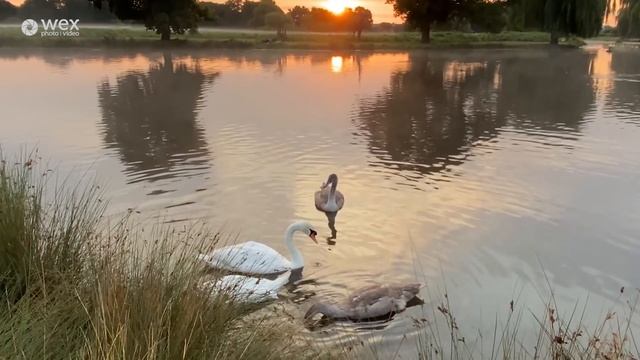 Online Masterclass | Creative Wildlife Photography смотреть онлайн