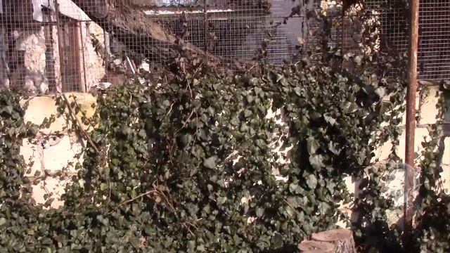 ПЛЮЩ ВЕЧНОЗЕЛЁНЫЙ. СОВЕТЫ ПО ПОСАДКЕ. смотреть онлайн