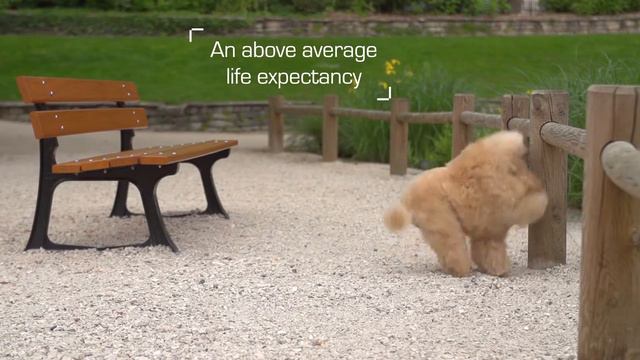 Royal Canin Poodle Wet смотреть онлайн