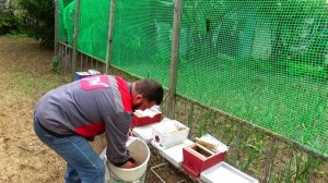 История ЗЛОЙ семьи матки апалитки отводки