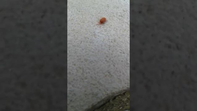 Кліщ грунтовий смотреть онлайн