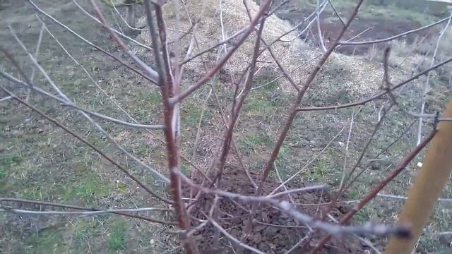 ПОСАДКИ В ЯНВАРЕ.ЖИЗНЬ У МОРЯ. смотреть онлайн