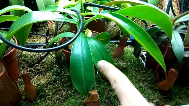 1st Nepenthes Setup смотреть онлайн