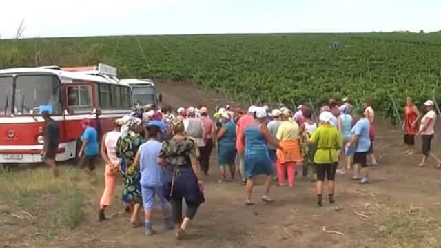 Уборка винограда в с. Дойбаны смотреть онлайн