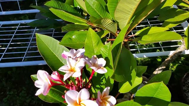 Plumeria / Frangipani Garten Tour смотреть онлайн