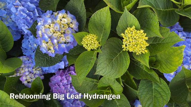 Hydrangea Macrophylla "Let's Dance, Blue Jangles" In Blooms (4K) - July 2 смотреть онлайн