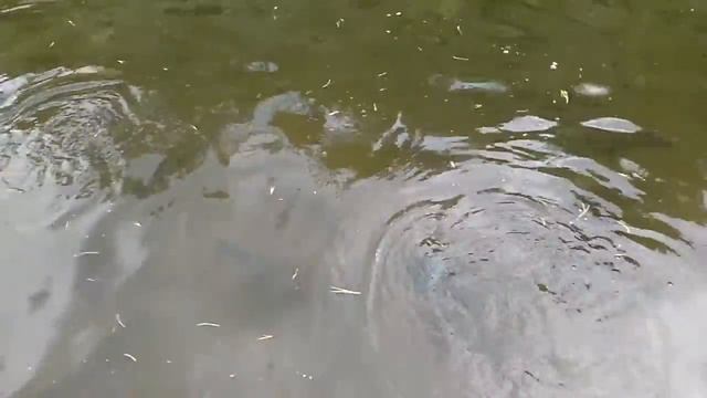 Форелевое озеро. Отдыхаем на Алтае