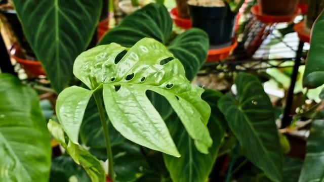 Uncommon Weird Houseplants | Unique Plants to add to your collection | Not the usual aroids смотреть онлайн