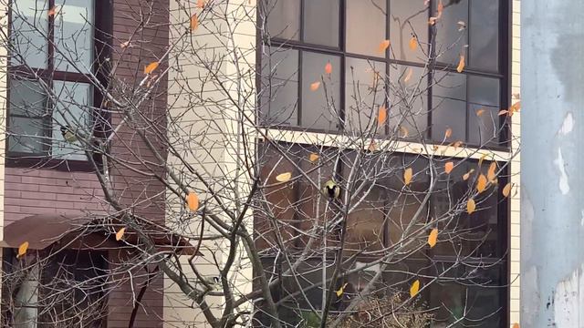 Синички прилетели сегодня 6 ноября , поют песню - зовут зиму. смотреть онлайн