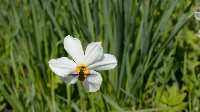 Чувашия, Мариинско-Посадский муниципальный округ, деревенские зарисовки. Опыление смотреть онлайн