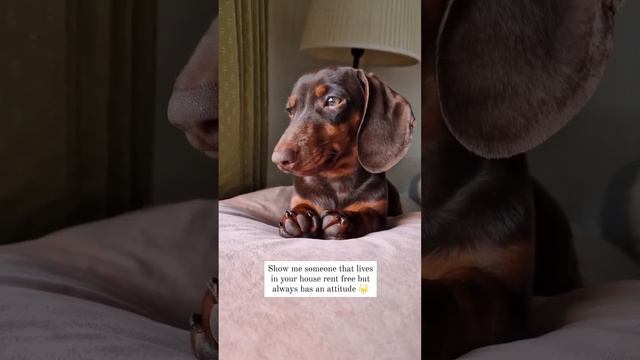 He chose to ignore me today.
#dachshundarts #dachshunddiscovery Credit: 🎥 ➡️ Buddy Freddie | Da смотреть онлайн