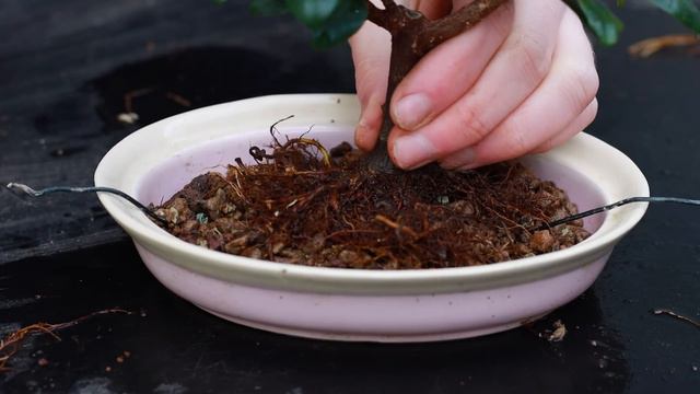 Ficus Bonsai Trees - Styling Techniques🌱 смотреть онлайн
