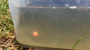 Как ловить карпа в июне? Ловля карпа на 24 бойл | Озеро КарТар