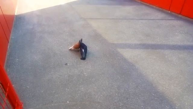 Брачный танец голубей смотреть онлайн