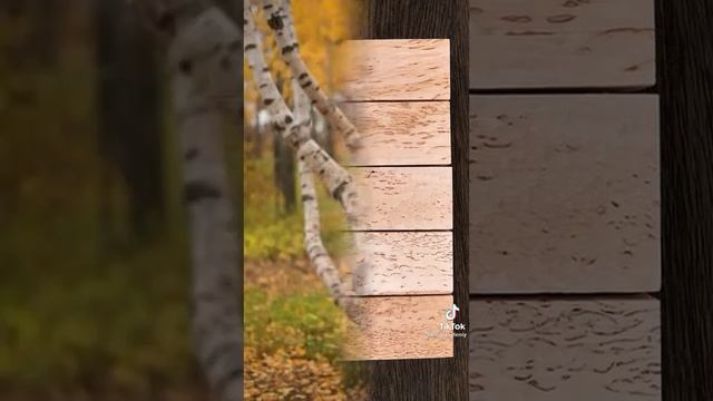самый дорогой и редкий вид березы смотреть онлайн