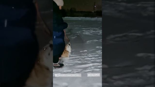 Корги, движение рядом. готовимся к экзамену по угс смотреть онлайн