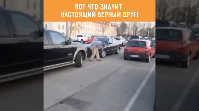 Вот что значит настоящий верный друг! смотреть онлайн