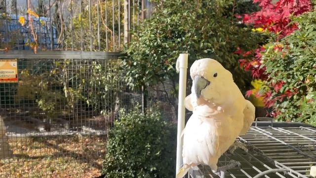 Попугай МАКС слушает рассказ по попугая ЖОРИКА и причесывает КСЮШУ! смотреть онлайн
