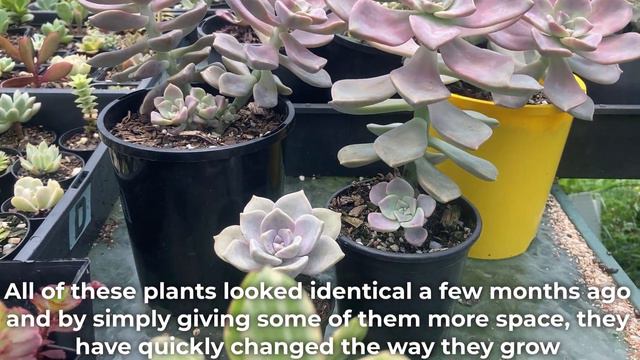 How To Make Succulents Grow Big/ Keep Them Small