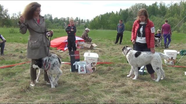 Племсмотр питомника "Малихат". СПб 2017. Выбор лучшего щенка. смотреть онлайн