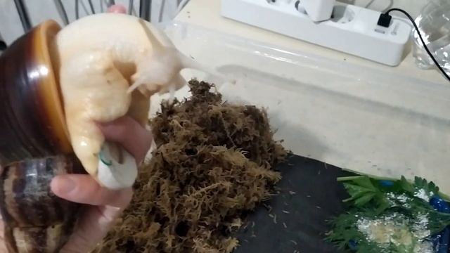 ГИГАНТСКАЯ УЛИТКА АХАТИНА! КАК ДЕЛА У КАИ смотреть онлайн