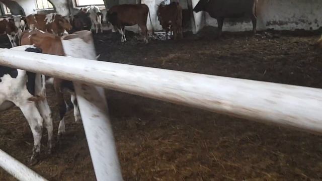 Ферма Симменталы товарные. Обычные не племенной Симментал  Телки. Farm Simmentals Are Commodity.