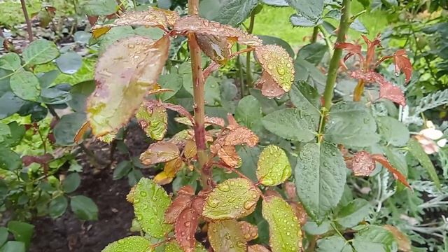 ЛМР :((  СПАСАЕМ РОЗЫ!!!