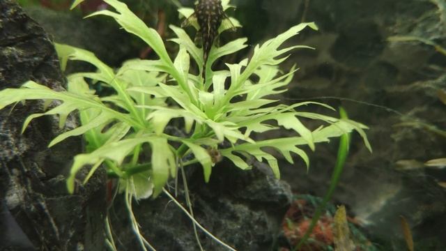 Анциструс обыкновенный. Сом-присоска, сом-прилипала. Ancistrus Dolichopterus