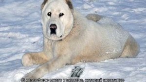 Сколько живут алабаи в домашних условиях