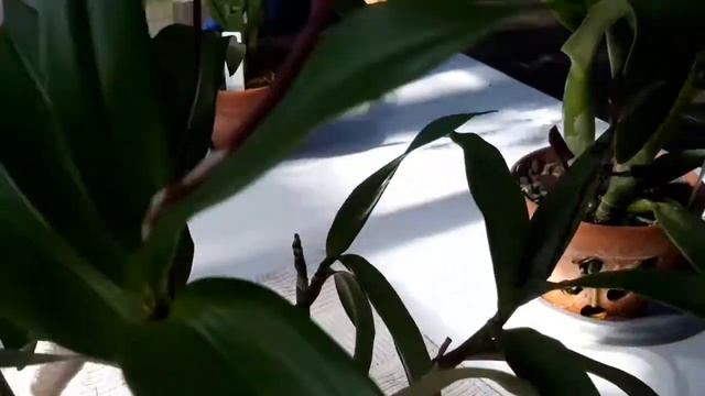 Little look in the orchid house.......nice new dendrobium смотреть онлайн