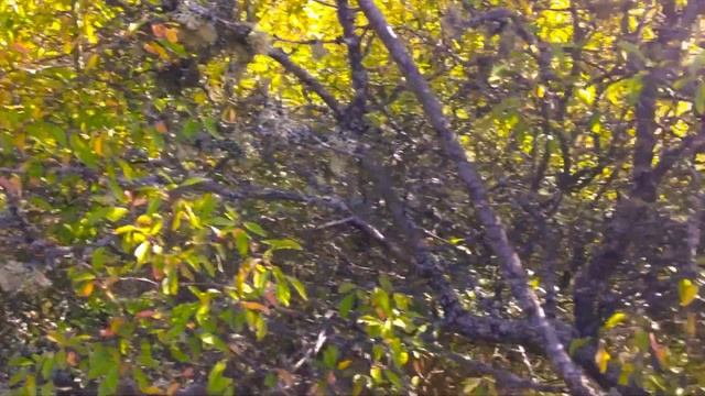 Экскурсия на остров Висингсё, Швеция на корабле смотреть онлайн