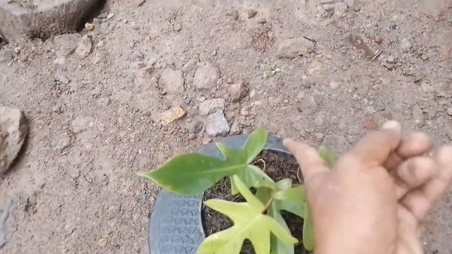 jual bunga harga murah || philodendron florida ghost rp 20.000,00 смотреть онлайн