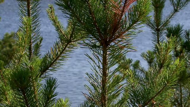 СЕРГЕЙ ОЛЬХИН Памяти друга смотреть онлайн