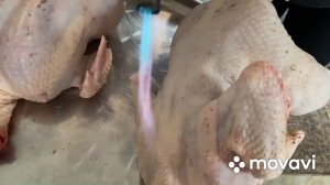 Бомбические веса у бройлера в 50 дней/ Премикорм превзошел привесы Росс-308/ Кормление бройлера