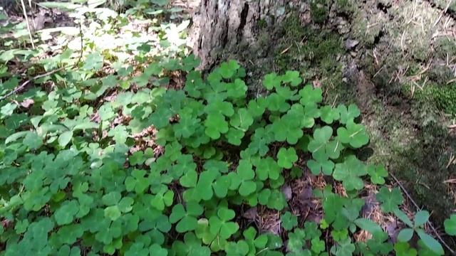 Кислица обыкновенная. смотреть онлайн