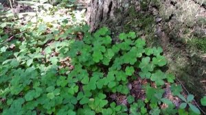 Кислица обыкновенная.