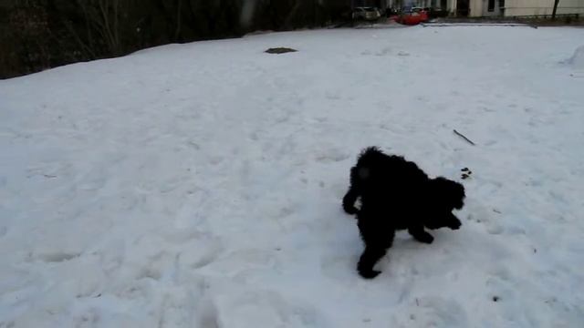 Тибетский терьер (Щенки 4 месяца)1 смотреть онлайн