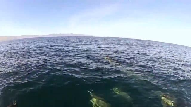 Dolphin Friends Off the Bow - Channel Islands смотреть онлайн