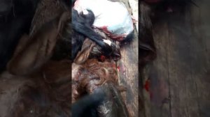 Как правильно разделовать коз на мясо