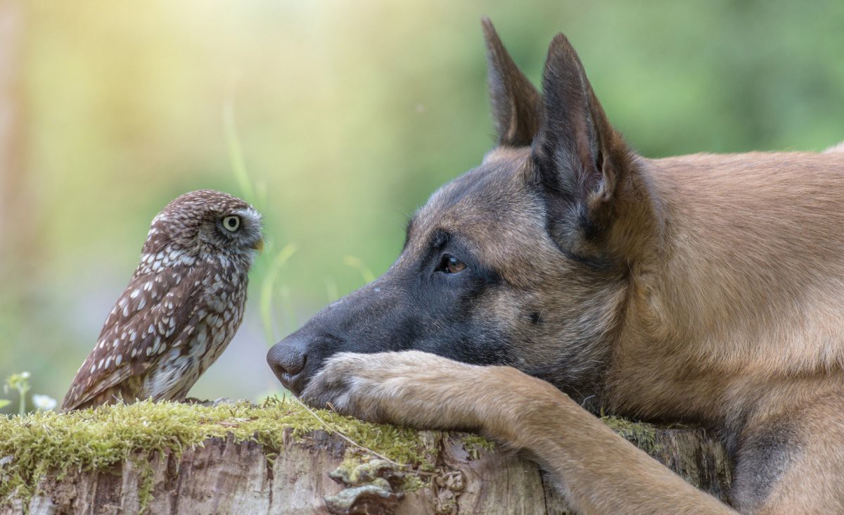 ЗАГОВОРИТЬ ПИТОМЦЕВ ОТ БЕД... ДЛЯ ВСЕХ... ВЕДЬМИНА ИЗБА ● ИНГА ХОСРОЕВА смотреть онлайн
