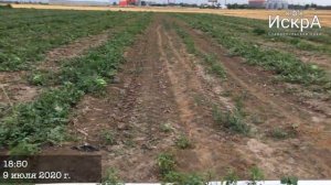 Арбуз Топ Ган F1