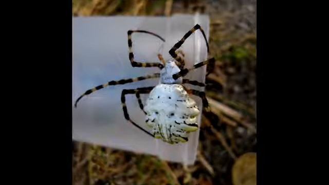 Аргиопа дольчатая (Argiope lobata) в Краснодаре. смотреть онлайн