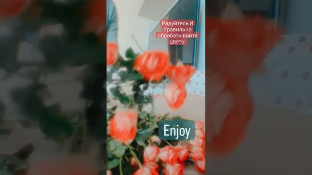Про цветы....💐💐💐Как правильно обработать розы 🌹🌹🌹#даритецветы смотреть онлайн