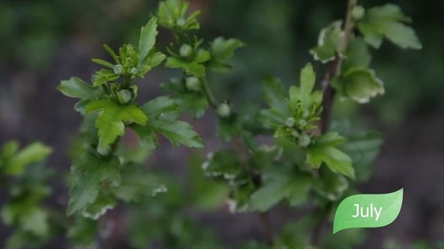 Hibiscus syriacus Speciosus march - november. Гибискус сирийский древови́дный Speciosus март-ноябр смотреть онлайн