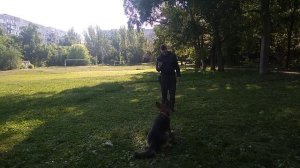 Дрессировка немецкой овчарки Трюки с немецкой овчаркой Команды с немецкой овчаркой